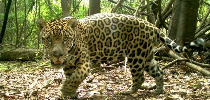 Pantanal: Millionenschwere Jaguare - brasilien Magazin