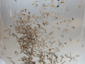Die Larven der Aedes Aegypti entwickeln sich innerhalb 1 Woche in Brackwasser zum Moskito (Foto: ABr)