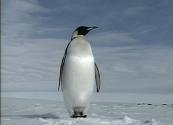 pinguine in brasilien