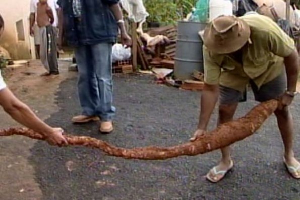 Bauer findet drei Meter lange Maniokwurzel an seinem Haus (Foto: TV-Reproduktion)