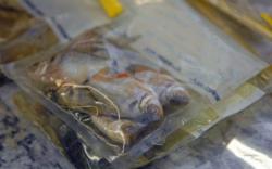 Illegal gefangene Fische sollten ausser Landes geschmuggelt werden (Foto: Agência) 