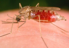 malaria-1