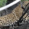 Nach Bränden im Pantanal Jaguar wieder in Natur entlassen