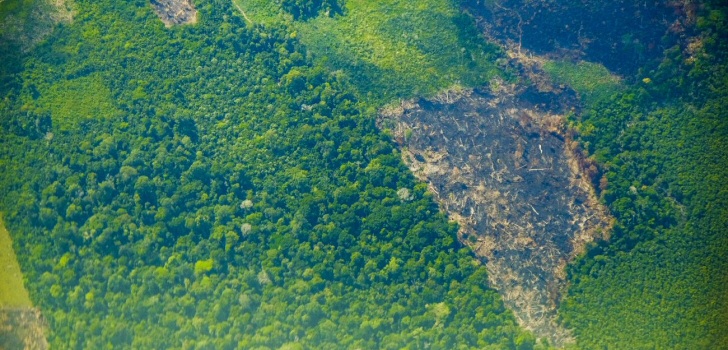 zerstoerung-regenwald
